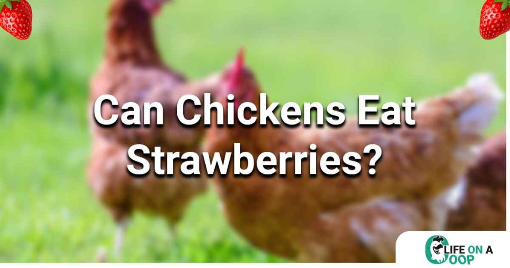 can chickens eat strawberries, 2 chickens feeding on grass