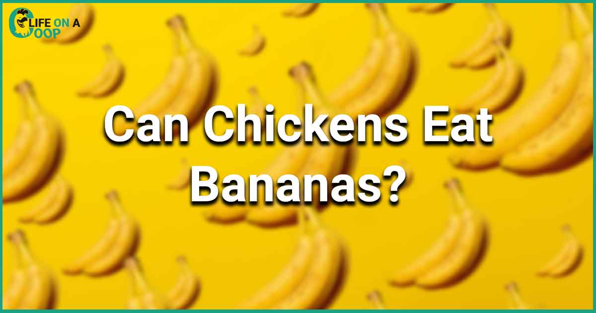 A close-up of a ripe banana being held by a human hand. The image illustrates the question of whether or not chickens can eat bananas as a part of their diet