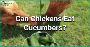 can chickens eat cucumbers