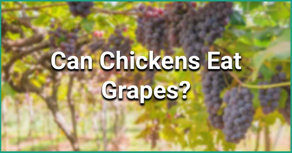can chickens eat grapes text on a blurred image of red grapes farm