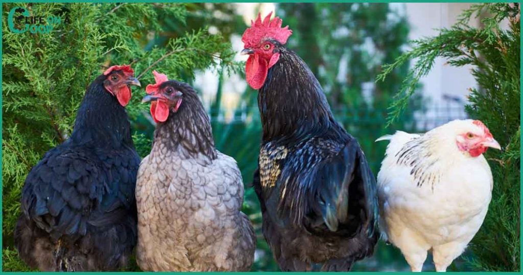 3 Chickens with their boyfriend posing toward the camera man in a very classy style