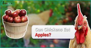 Can chickens eat apples?