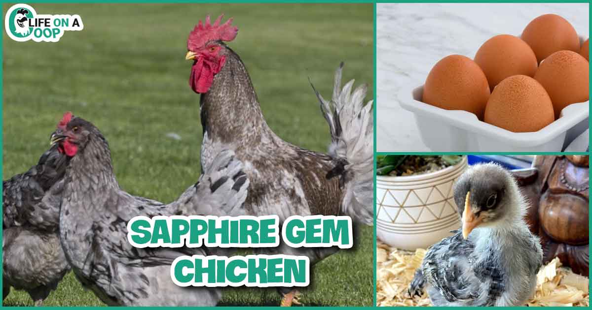 Sapphire Gem Chicken