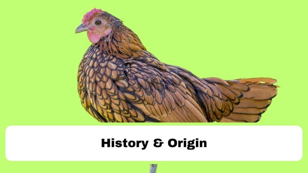 Sebright Chicken history