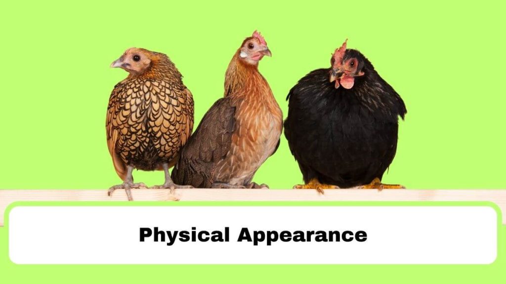 Sebright Chicken physical appearance 