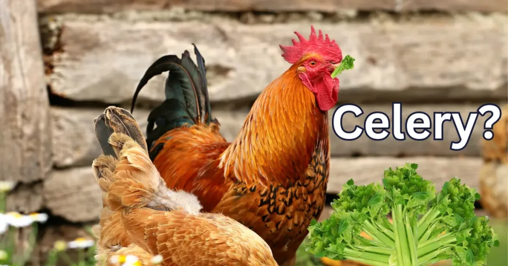can chickens eat celery