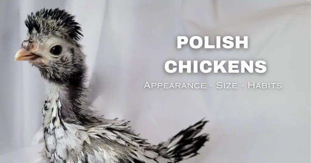 polish chickens