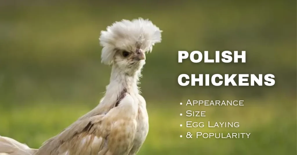polish chickens